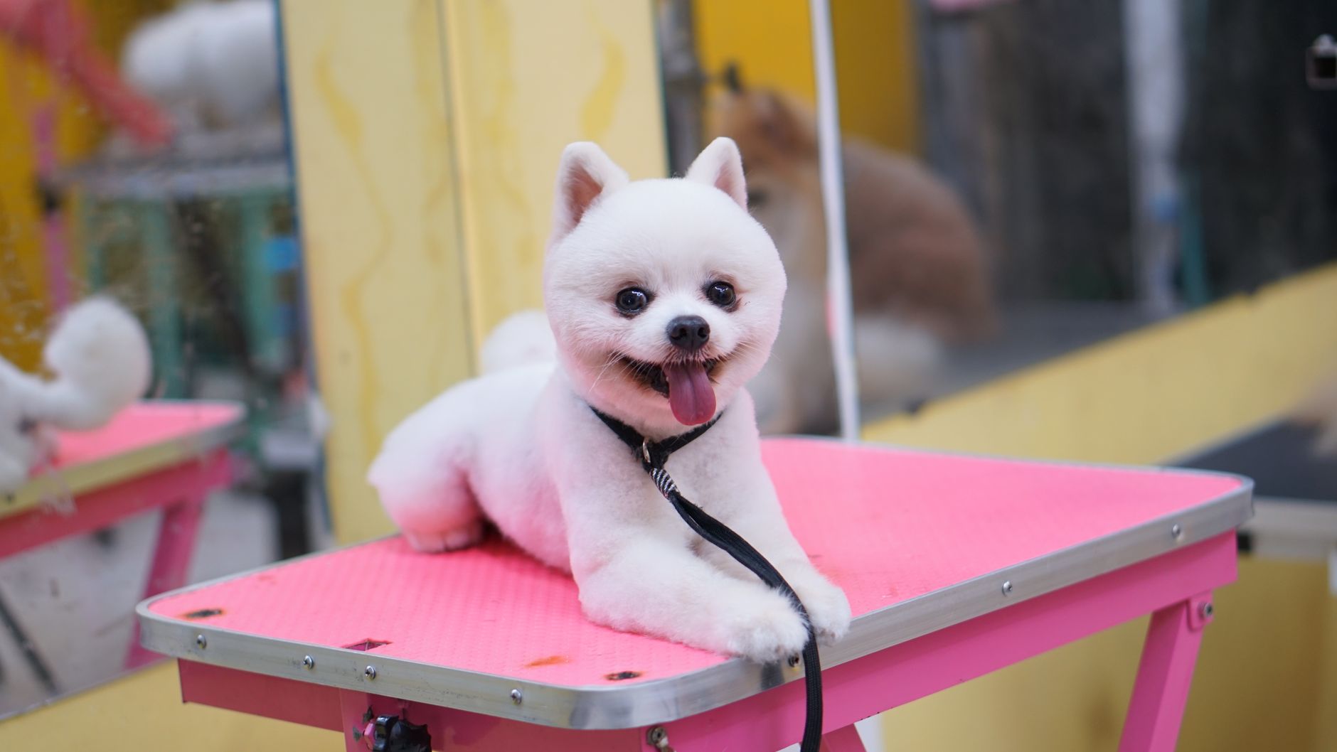 The storefront at Waggy Tails Pet Spa